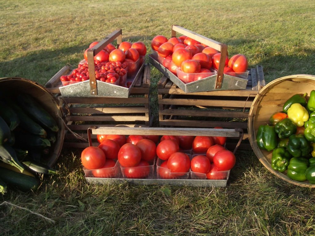 Fresh Picked Vegetables