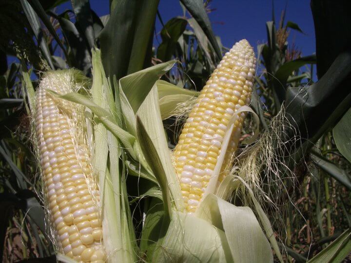 sweetcorn